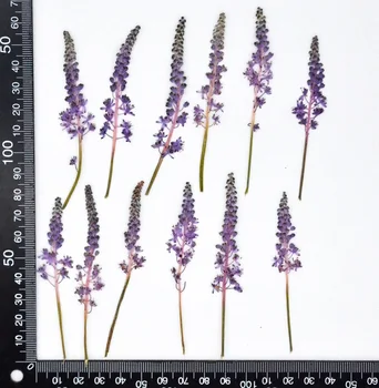 60 adet Preslenmiş Kurutulmuş Mor Çiçek Bitkiler Herbaryum Epoksi Reçine Takı Yapımı İçin Makyaj Yüz İmi Nail Art Craft DIY